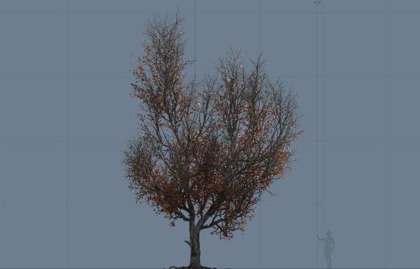 High quality Maple tree 01