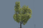 High quality Maple tree 01