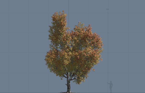 High quality Maple tree 01