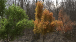 High quality Maple tree 01