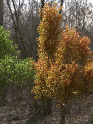 high-quality-large-maple-tree-01-3d-model-ce2f2b3f72