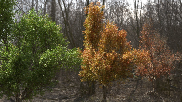 High quality Maple tree 01