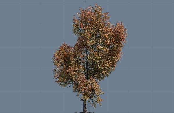 High quality Maple tree 02