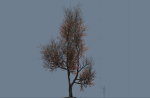 High quality Maple tree 02