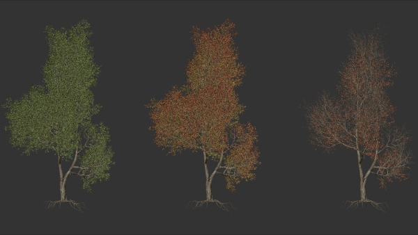 High quality Maple tree 02