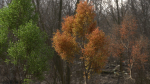 High quality Maple tree 02