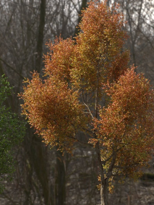 high-quality-large-maple-tree-02-3d-model-765ddaa538