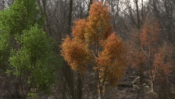 High quality Maple tree 02