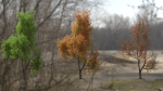 High quality Maple tree 02