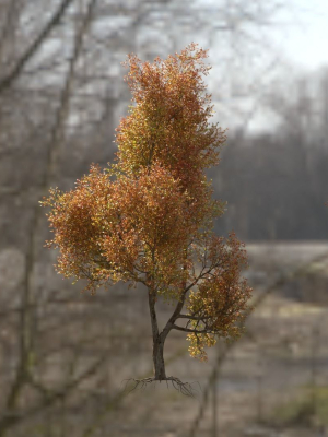 High quality Maple tree 02