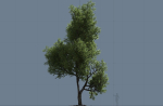 High quality Maple tree 02