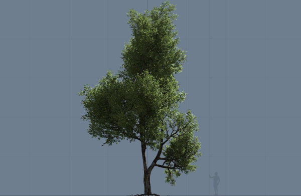 High quality Maple tree 02