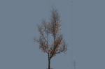 High quality Maple tree 03