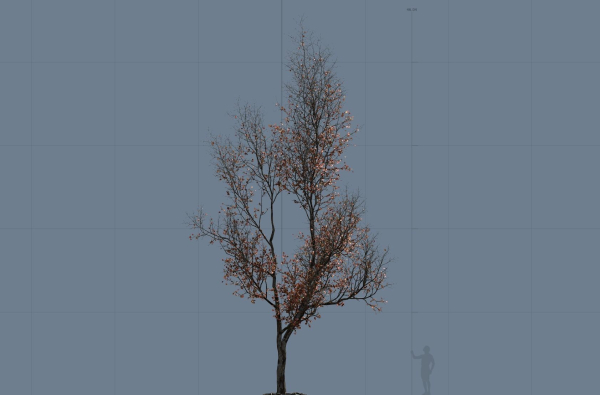 High quality Maple tree 03