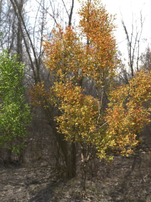 High quality Maple tree 03