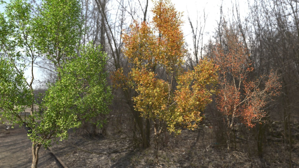 High quality Maple tree 03