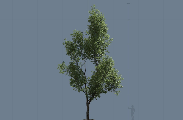 High quality Maple tree 03