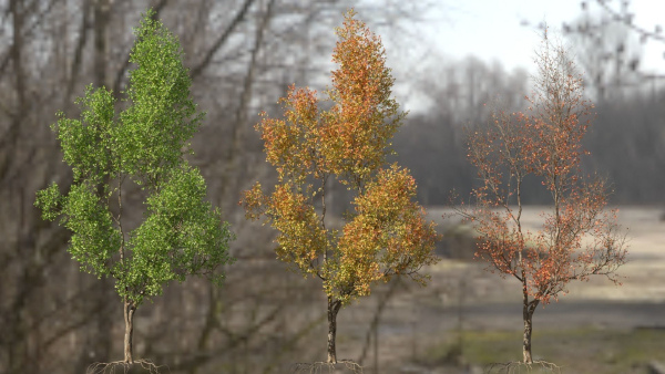 High quality Maple tree 03