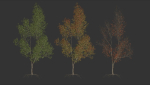 High quality Maple tree 03