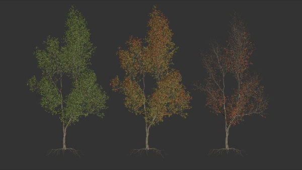 High quality Maple tree 03