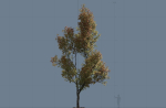 High quality Maple tree 03