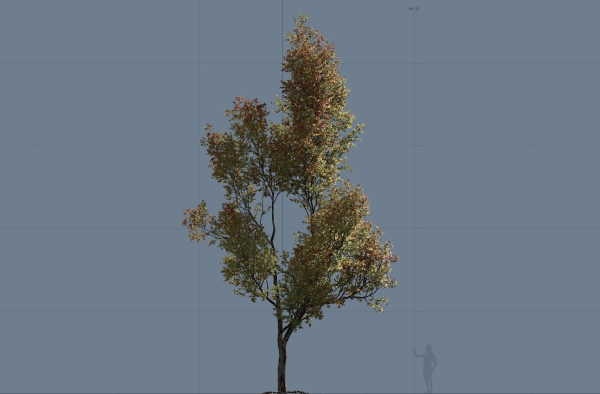 High quality Maple tree 03