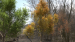 High quality Maple tree 04