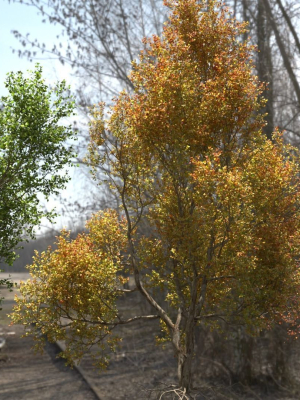 High quality Maple tree 04