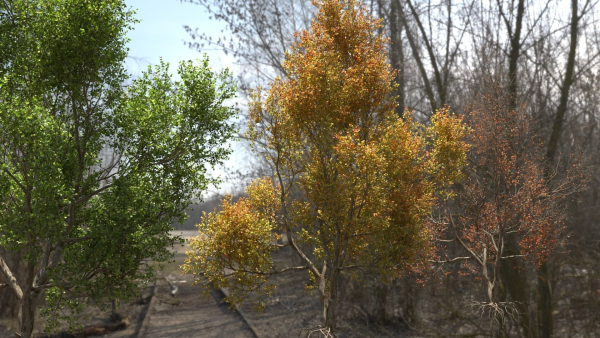 High quality Maple tree 04