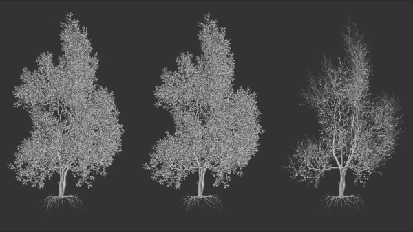 High quality Maple tree 04