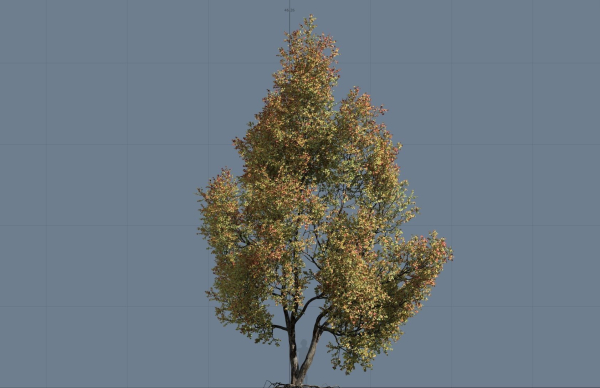High quality Maple tree 04