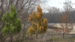 High quality Maple tree 04
