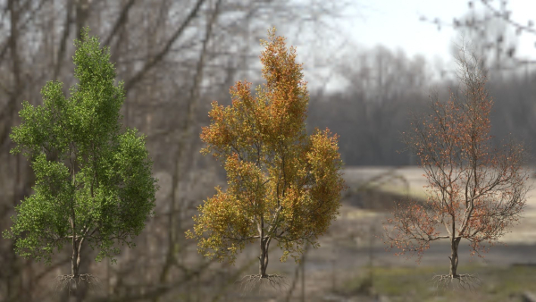 High quality Maple tree 04