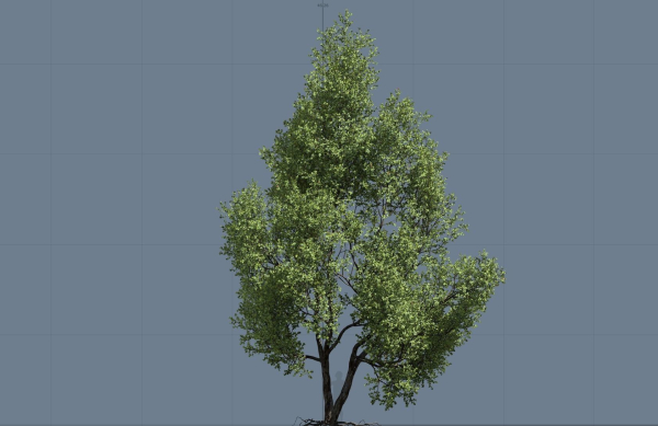 High quality Maple tree 04