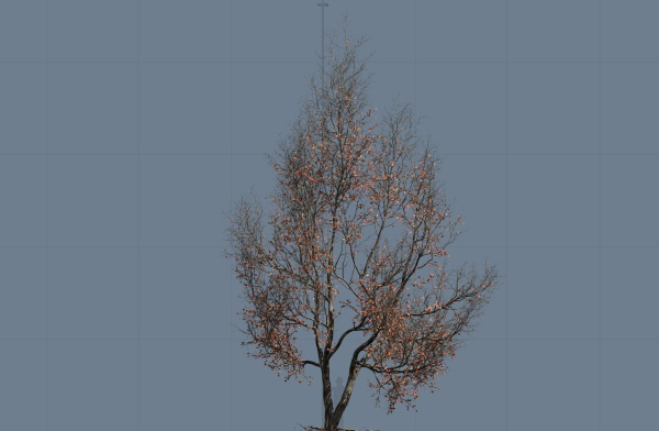 High quality Maple tree 04