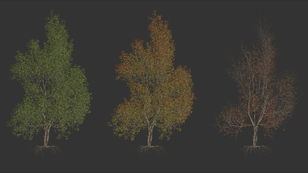 High quality Maple tree 04
