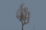 High quality Maple tree 05