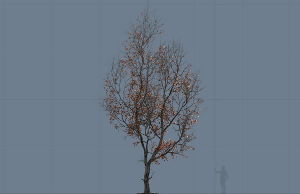 High quality Maple tree 05