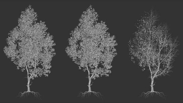 High quality Maple tree 05