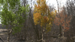 High quality Maple tree 05
