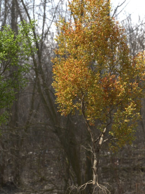 High quality Maple tree 05
