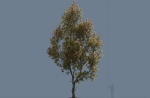 High quality Maple tree 05
