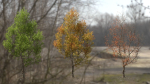 High quality Maple tree 05