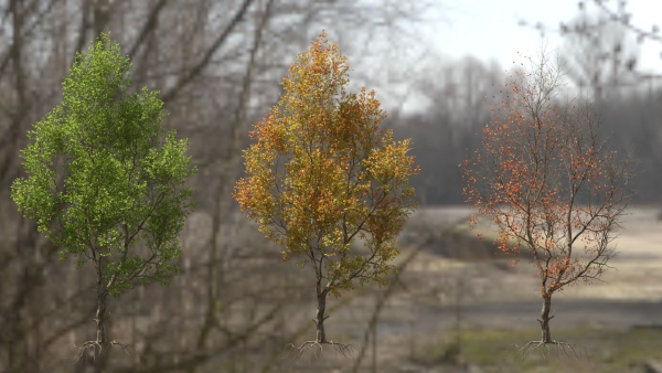 High quality Maple tree 05