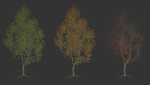 High quality Maple tree 05