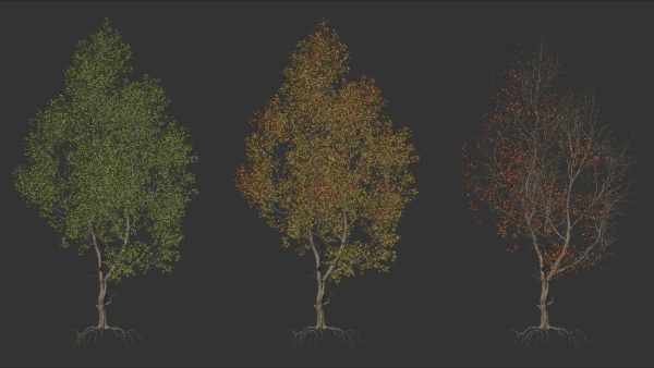 High quality Maple tree 05