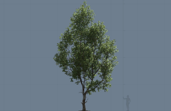 High quality Maple tree 05