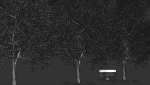 High quality Maple tree 06
