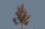 High quality Maple tree 06