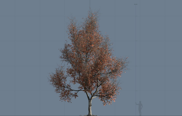 High quality Maple tree 06